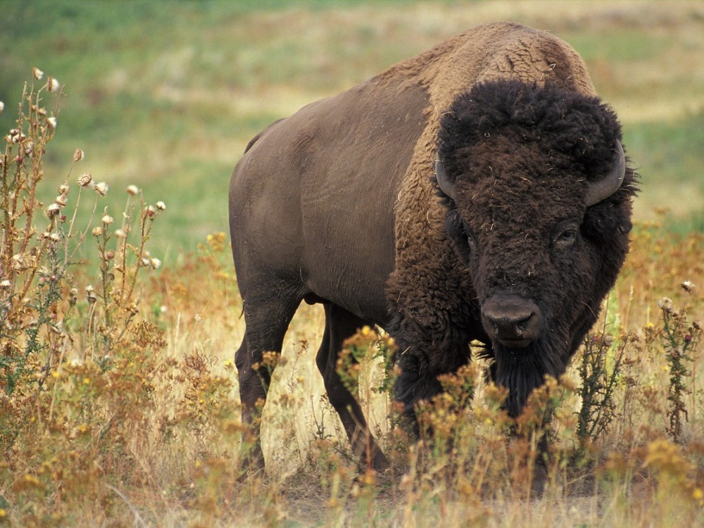 Bison preserve